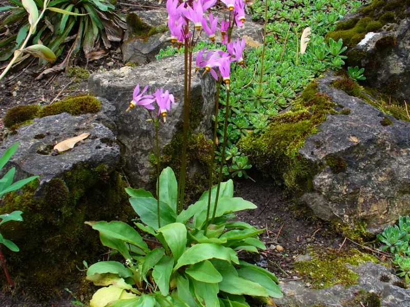 Shooting star (Dodecatheon meadia) in flower