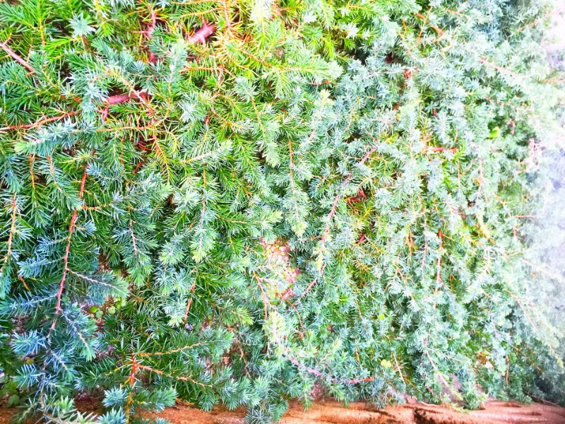 Shore juniper 'Blue Pacific' (Juniperus conferta 'Blue Pacific')