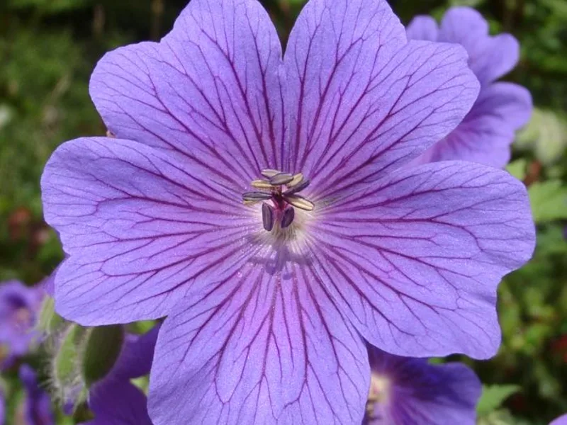 Showy cranesbill (Geranium x magnificum) in flower