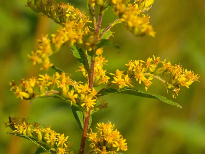 Showy goldenrod (Solidago speciosa) in flower