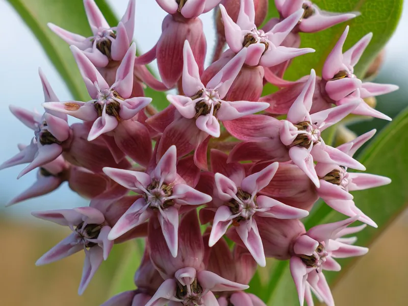 Showy milkweed (Asclepias speciosa) in flower