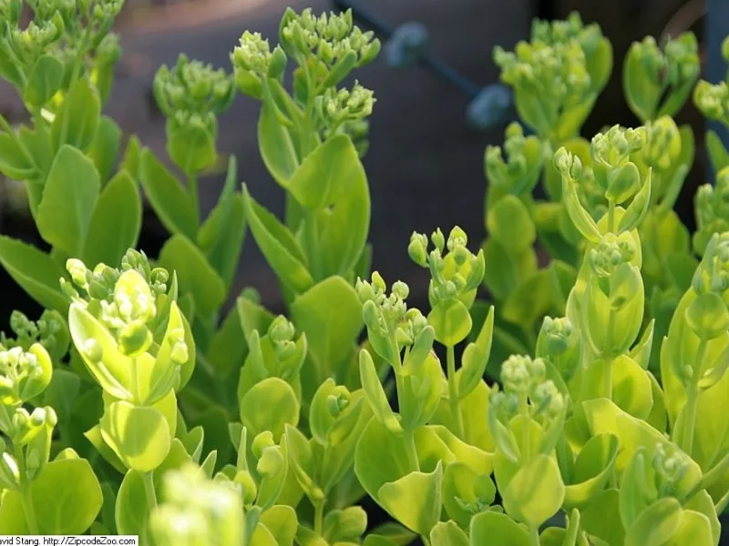 Showy stonecrop 'Brilliant' (Hylotelephium spectabile 'Brilliant') in flower
