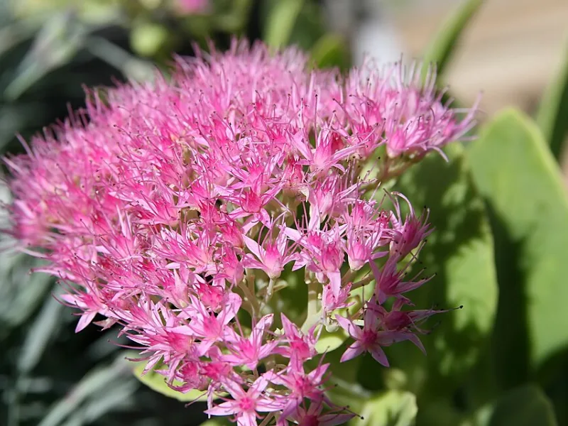 Showy stonecrop 'Neon' (Hylotelephium spectabile 'Neon') in flower