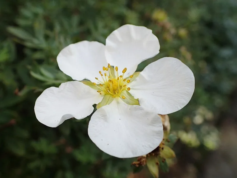 Shrubby cinquefoil 'Abbotswood' (Dasiphora fruticosa 'Abbotswood') in flower