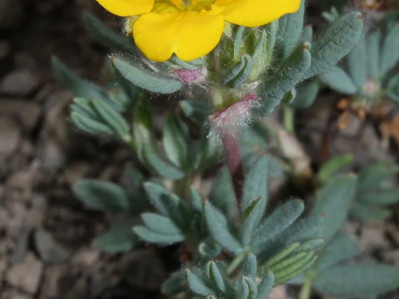 Shrubby cinquefoil (Dasiphora fruticosa) in flower