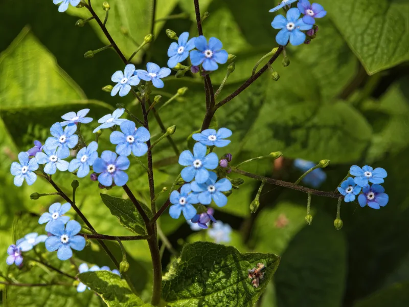 Siberian bugloss (Brunnera macrophylla) in flower