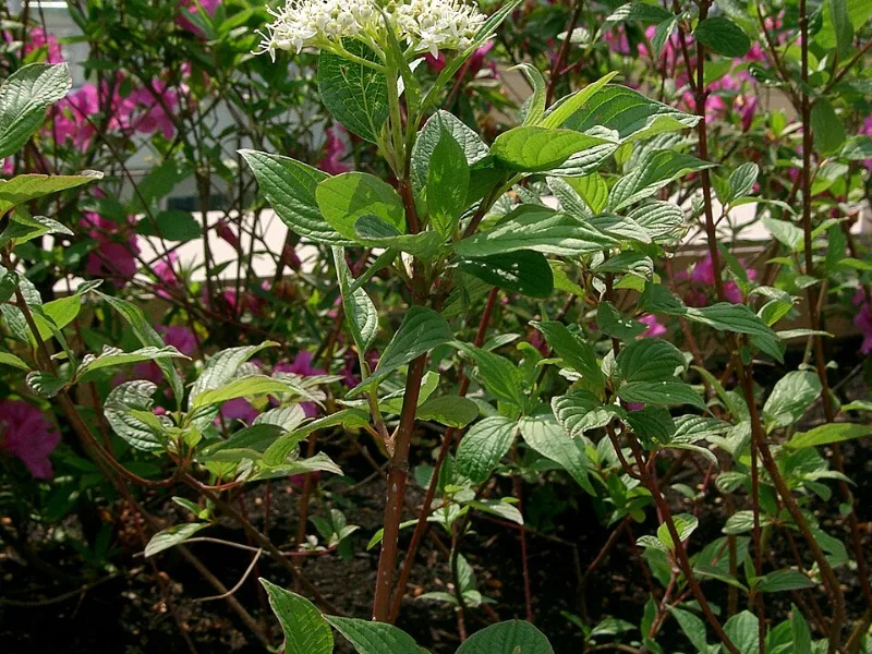 Siberian dogwood (Cornus alba 'Sibirica') in flower