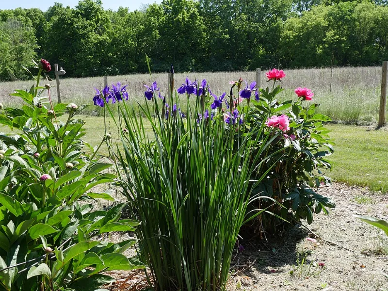 Siberian iris 'Caesar's Brother' (Iris sibirica 'Caesar's Brother') in flower