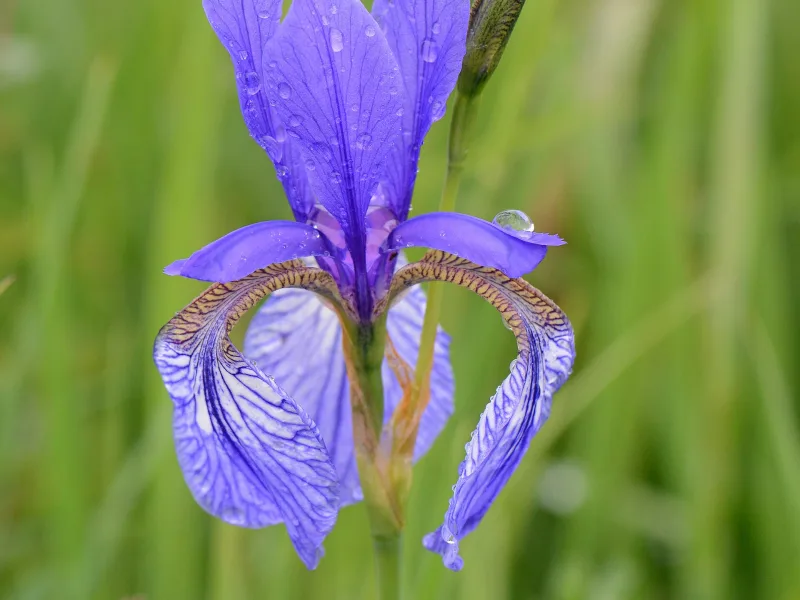Siberian iris (Iris sibirica) in flower