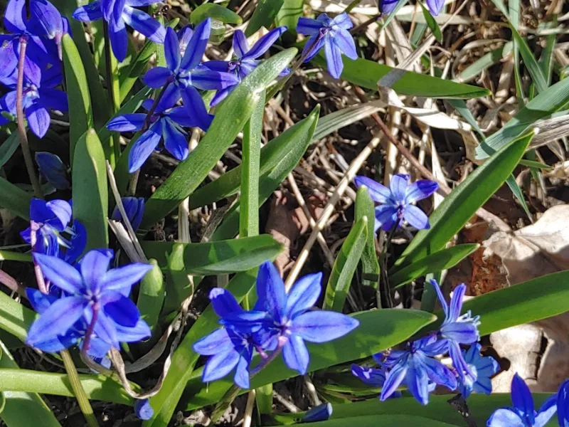 Siberian squill (Scilla siberica) in flower