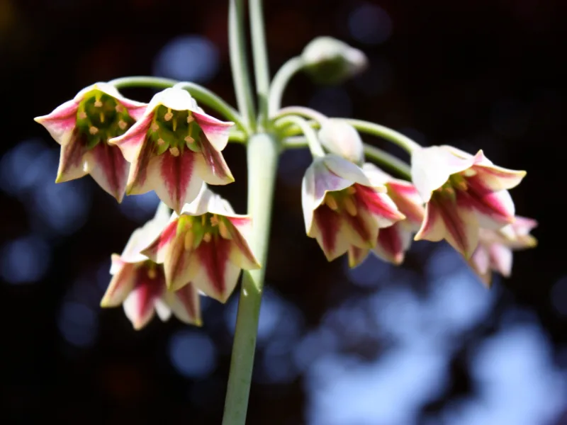 Sicilian honey garlic (Allium siculum) in flower
