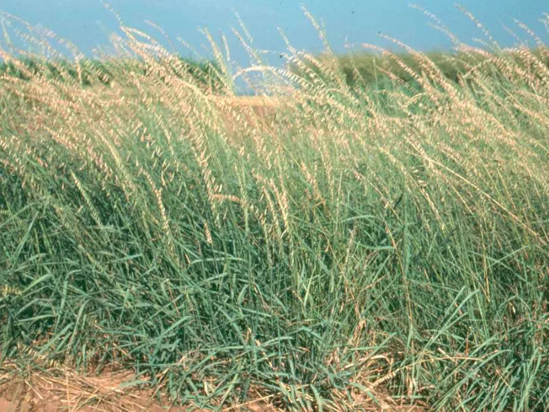 Sideoats grama (Bouteloua curtipendula) in flower
