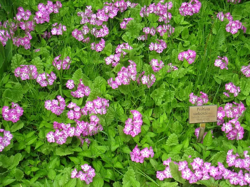 Siebold's primrose (Primula sieboldii) in flower