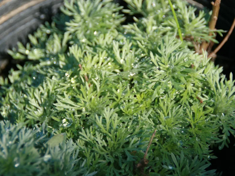 Silver mound artemisia (Artemisia schmidtiana 'Nana')