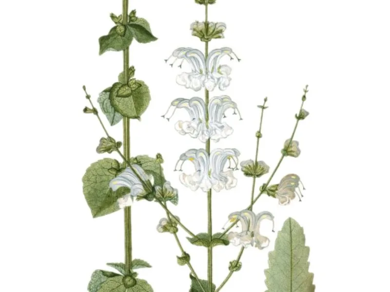 Silver sage (Salvia argentea)