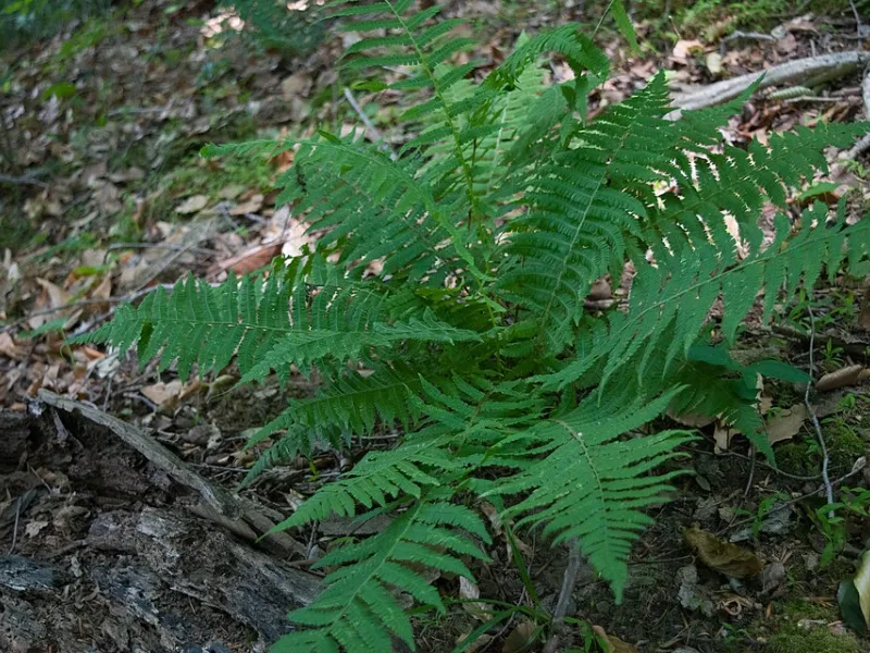 Silvery glade fern (Deparia acrostichoides)