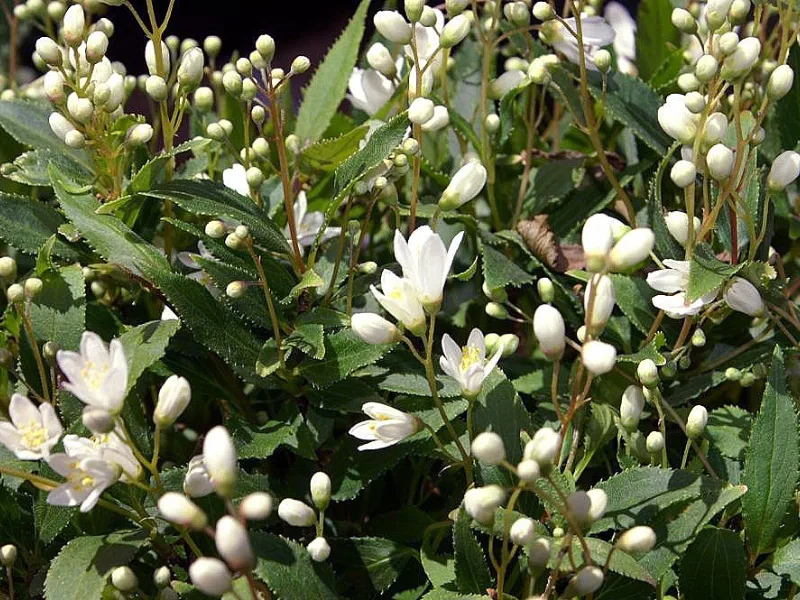 Slender deutzia 'Nikko' (Deutzia gracilis 'Nikko') in flower
