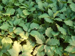 Allegheny spurge