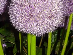 Allium 'Globemaster'