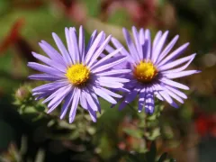 Aromatic aster 'Raydon's Favorite'