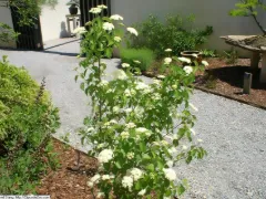 Arrowwood viburnum 'Blue Muffin'