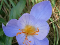 Autumn crocus