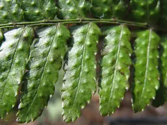 Autumn fern