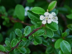 Bearberry cotoneaster