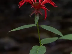 Bee balm