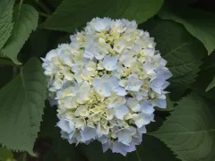 Bigleaf hydrangea 'Endless Summer'