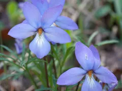 Bird's-foot violet