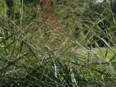 Bitter switchgrass 'Dewey Blue'