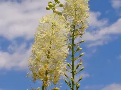 Black cohosh