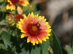Blanket flower 'Arizona Sun'