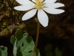 Bloodroot