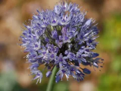 Blue allium