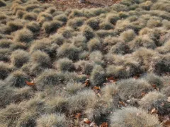 Blue fescue