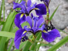 Blue flag iris