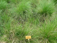 Blue moor grass