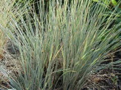 Blue oat grass