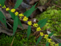 Blue-stemmed goldenrod