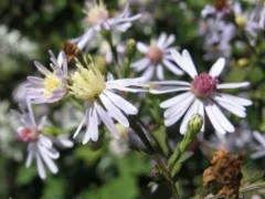 Blue wood aster