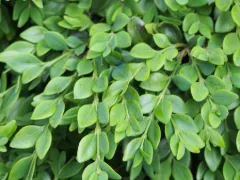 Boxwood 'Green Velvet'