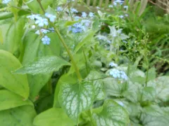 Siberian bugloss 'Jack Frost'