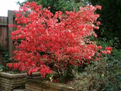 Burning bush