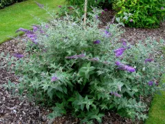 Butterfly bush 'Blue Chip'