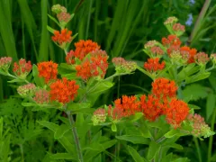 Butterfly weed