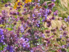 Catmint 'Six Hills Giant'