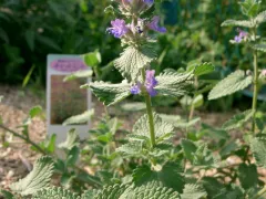 Catmint 'Walker's Low'