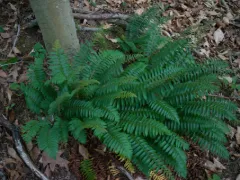 Christmas fern